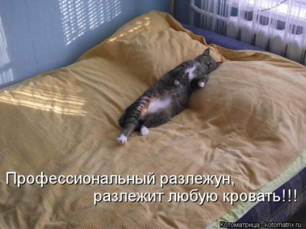 Лучшие котоматрицы за неделю (36 шт)