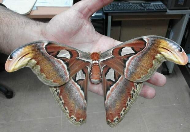Attacus Atlas — самая большая в мире бабочка животные, факты, это интересно