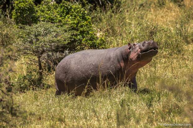 kenya - hippos-ao, aug.2015-16.jpg