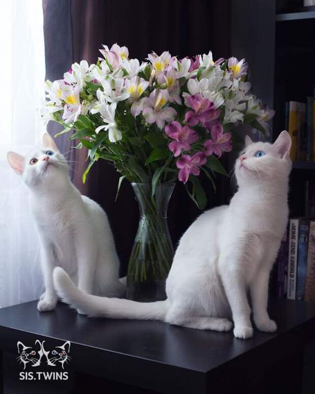 Кошки окружили прекраснейший букет цветов.