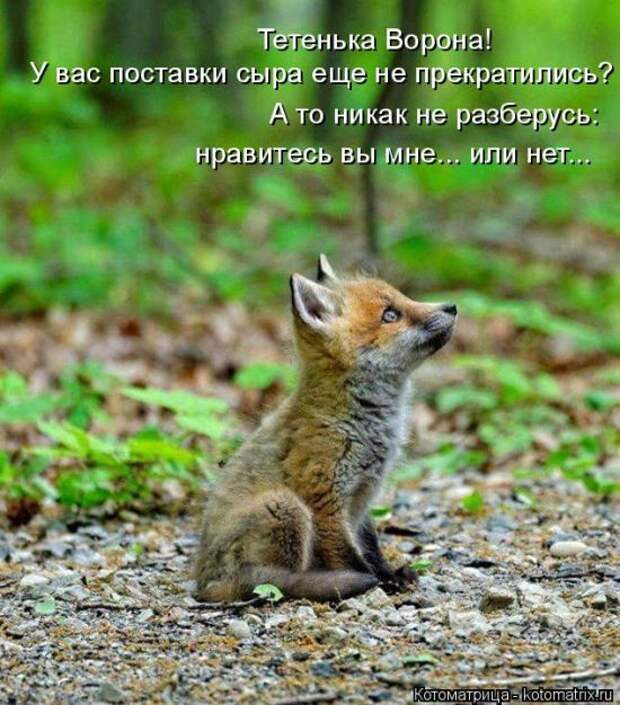Лучшие котоматрицы недели (50 фото)