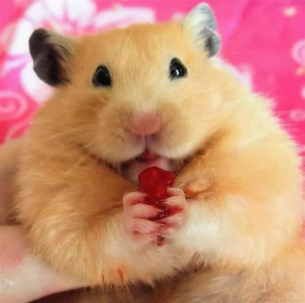 Веселый хомяк