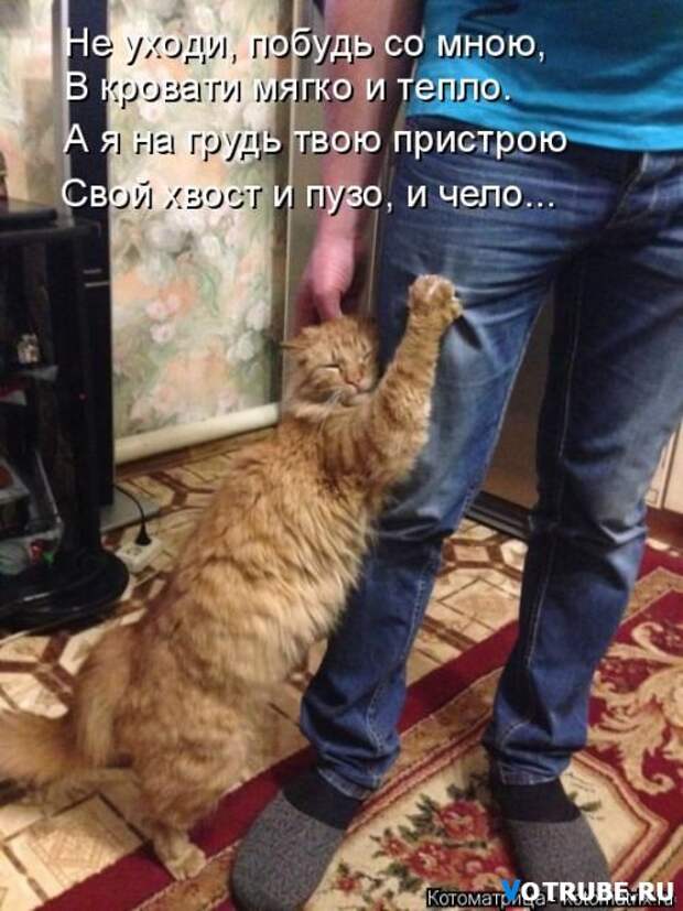 Веселые картинки с котами Выпуск 398 (27 фото)