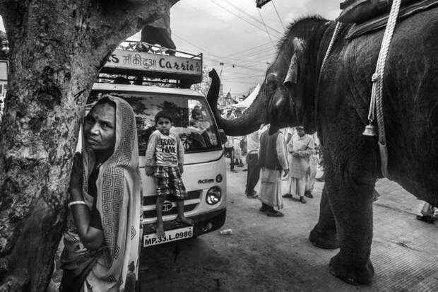 Честные и пронзительные: кадры индийского фотографа, запечатлевшие животных