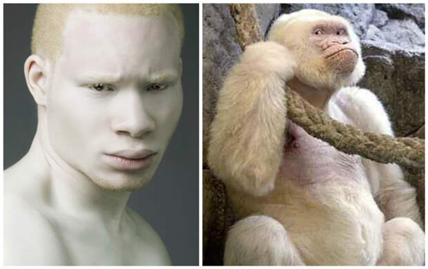 Существует несколько форм альбинизма -тотальный, частичный альбинизм (пиебалдизм), неполный альбинизм (альбиноидизм): альбиносы, интересное, природа