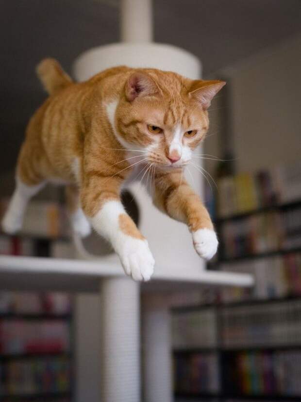 КОТЭ-ФАКТЫ. О ТОМ, ЧЕГО ВЫ НЕ ЗНАЛИ ОБ УСАТЫХ ЛЮБИМЦАХ!