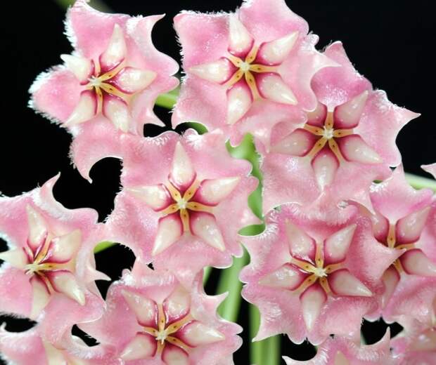 Hoya pubicalyx 'Pink Dragon красота, лиана, природа, флора, хойя, цветы, чудеса