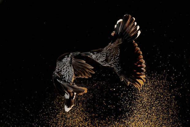 Победители фотоконкурса Bird Photographer of the Year 2020