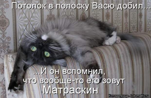 Котоматрицы великолепные, каждая с кусочком позитива и хорошего настроения!!!