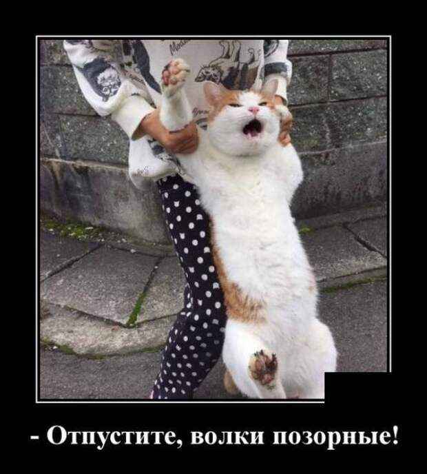 Кошачьи демотиваторы демотиваторы, коты, юмор