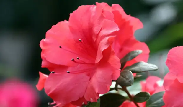 В Уфе собрались закупить рассаду цветов для украшения города на 44,6 миллиона рублей