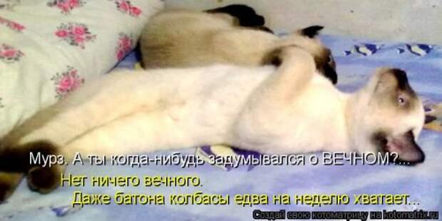 Новая котоматрица (44 шт)