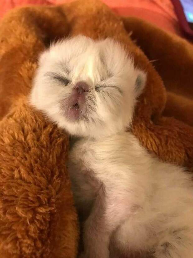 Котенок по прозвищу Дедуля покоряет сердца людей