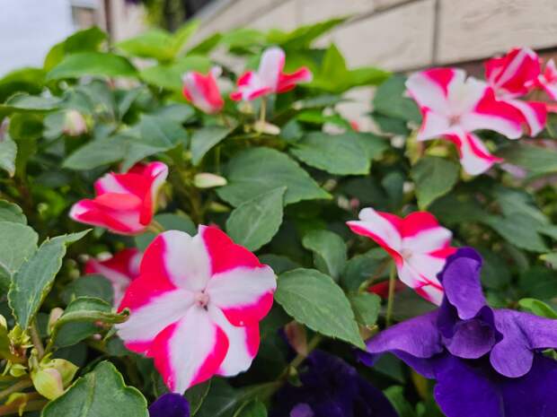 Бальзамины тоже, кстати, достойны отдельного внимания. Расскажу как-нибудь про них