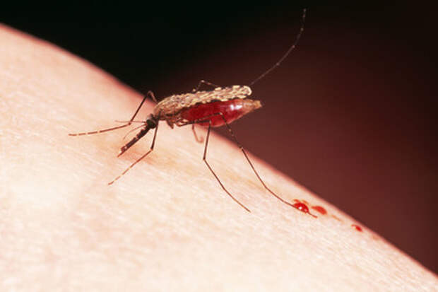 Комары принесли в Россию смертельные тропические лихорадки