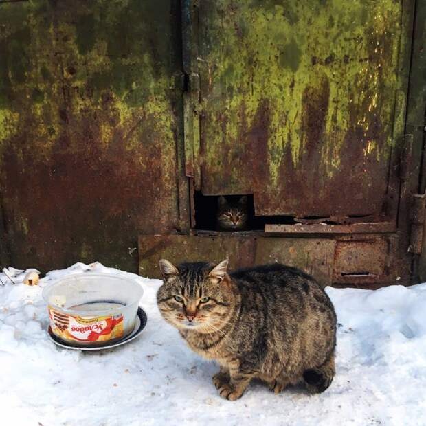 Блюз бродячих котов