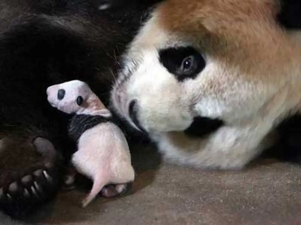 Панда сколько детенышей. Панда с детёнышем. Новорожденная Панда с мамой. Панды с малышом. Мама Панда с детенышем.