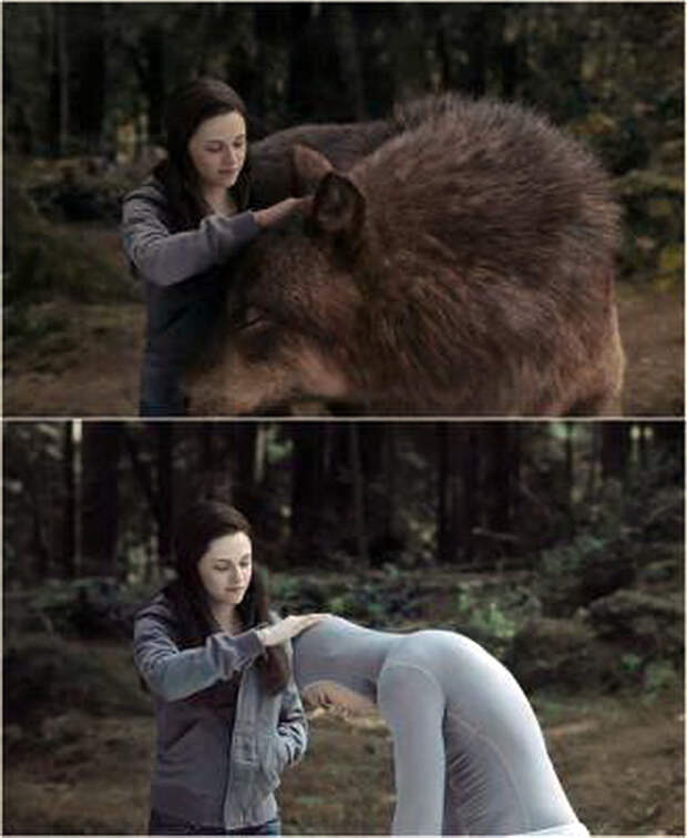 Оборотень из «Сумерок». Оборотень из «Сумерок».