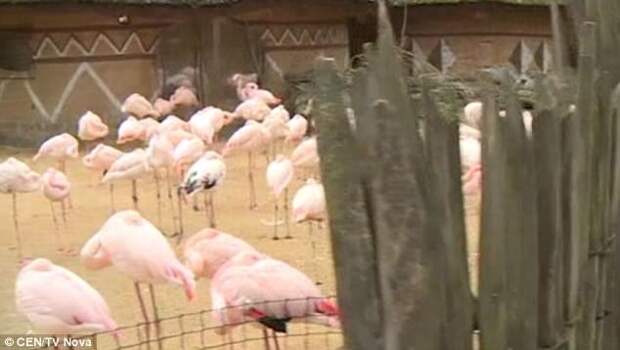 Малолетки забили до смерти фламинго в зоопарке дети, жестокость, животные, зоопарк, фламинго