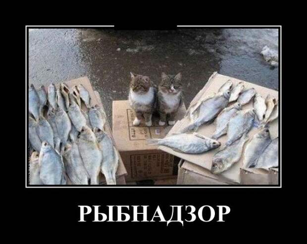 Демотиваторы (30 фото)