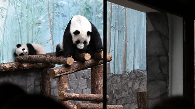 «Поймала дзен»: панда Катюша из Московского зоопарка начала утро с йоги