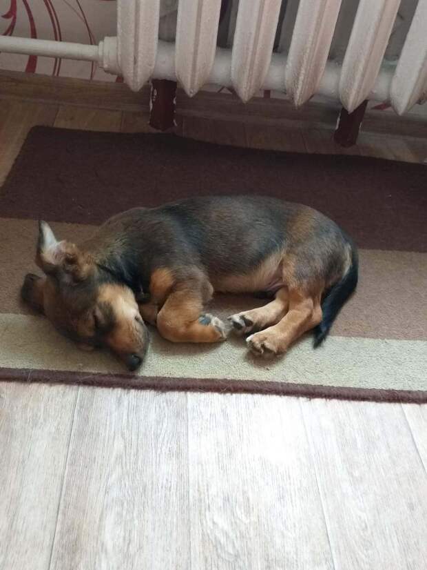 щенок спит щенок спит
