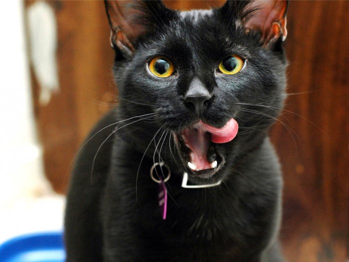 Коты,кошки,котята...