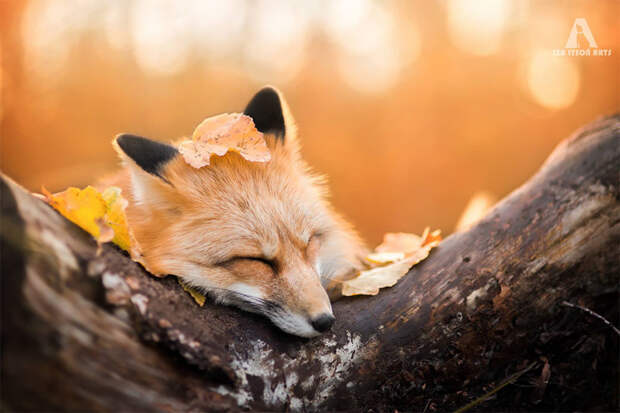 Как лисица подружилась с фотографом животные, лиса, фото, фотограф