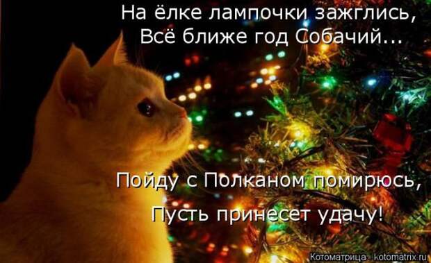 Забавные животные (50 фото)