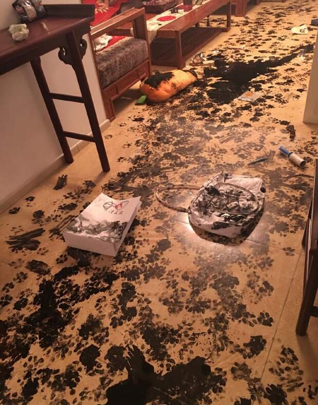 оставили собаку одну на 3 часа, собака превратила дом в ад, собака разгромила дом не было хозяев