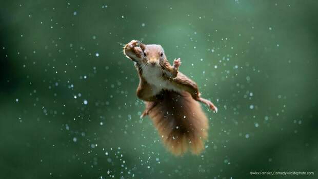 Блог - Финальная гонка будет жаркой: 12 смехотворных ситуаций Comedy Wildlife Photo Awards Финальная гонка будет жаркой: 12 смехотворных ситуаций Comedy Wildlife Photo Awards