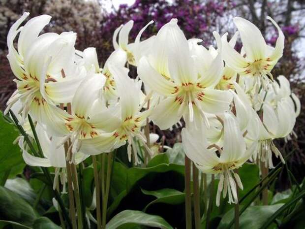 Erythronium 'White Beauty' (533x400, 44Kb)