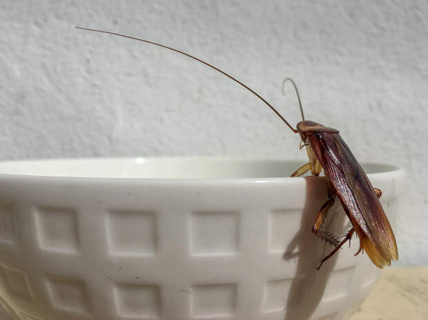 Как избавиться от тараканов: обзор всех доступных средств
