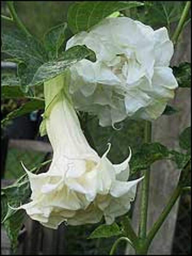 http://www.gardenia.ru/pages/i/datura0012.jpg