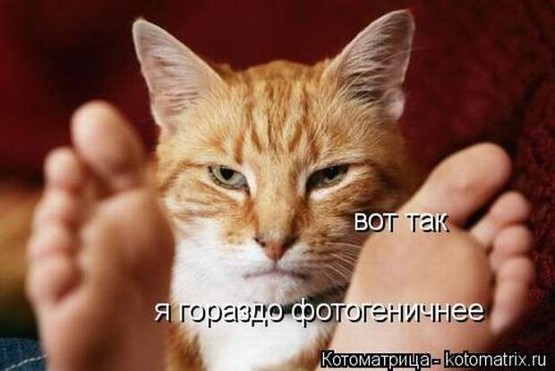 Лучшие котоматрицы недели (50 фото)