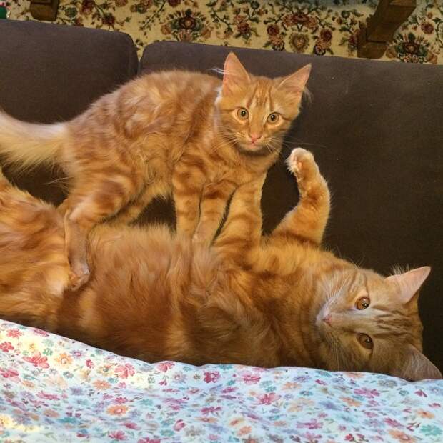 кот воспитывает котенка который на него похож