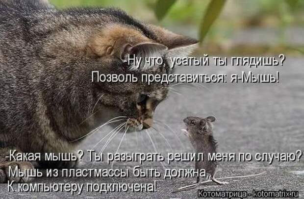 Котоматрицы(картинки с надписями)