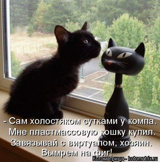 Лучшая котоматрица за неделю (31 шт)
