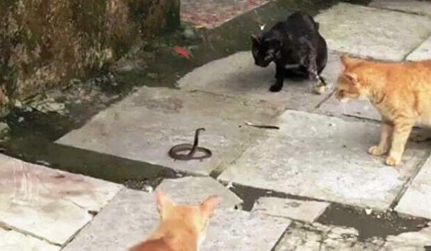 Кошки против кобры
