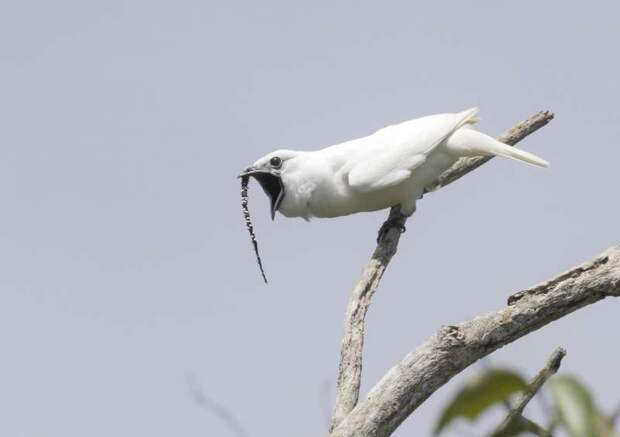 В Амазонии нашли самую громкую птицу на Земле
