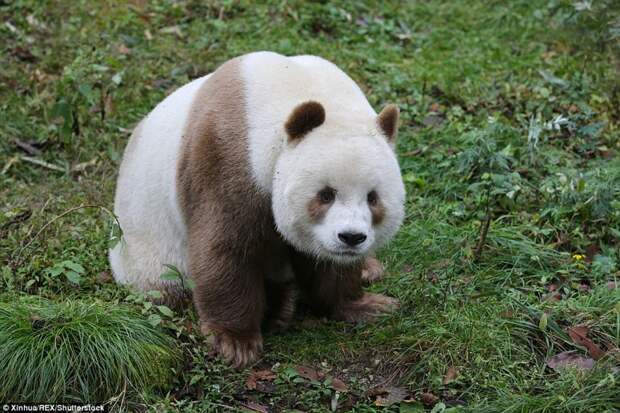 Единствення в мире коричневая панда живет в Шаньси диковинка, животные, панда, редкость