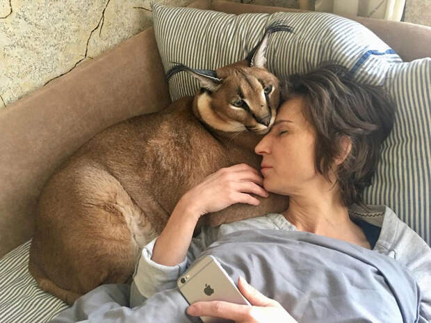 Кто же на самом деле этот кот Шлепа, самый популярный котомем? (ФОТО)