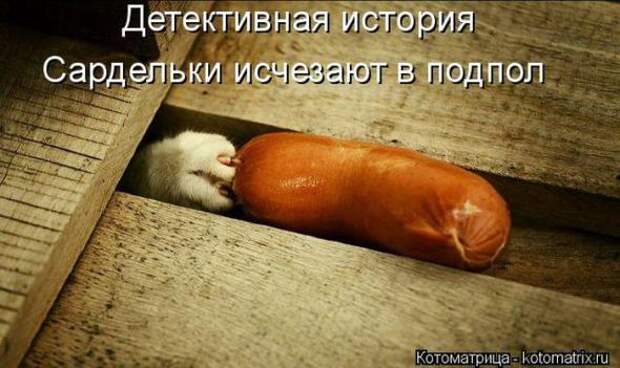 Котоматрицы(картинки с надписями)