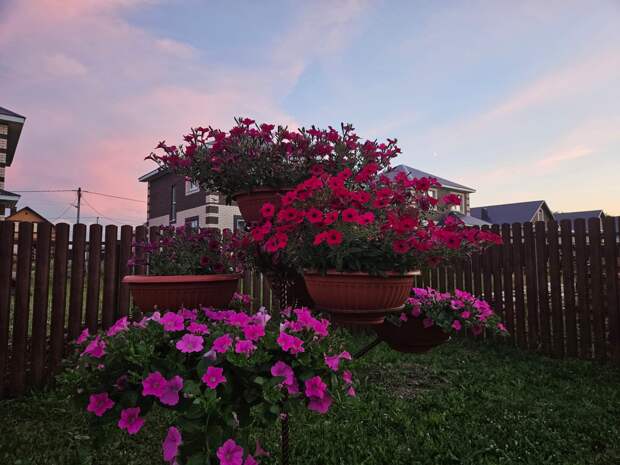 А на розовом закате розовые петунии - вообще взгляд не оторвать...