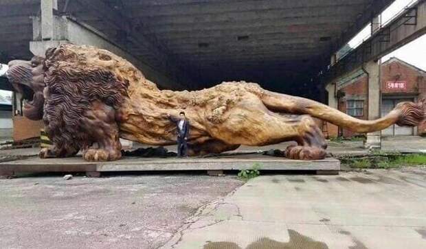 Статуя льва, целиком вырезанная из ствола красного дерева