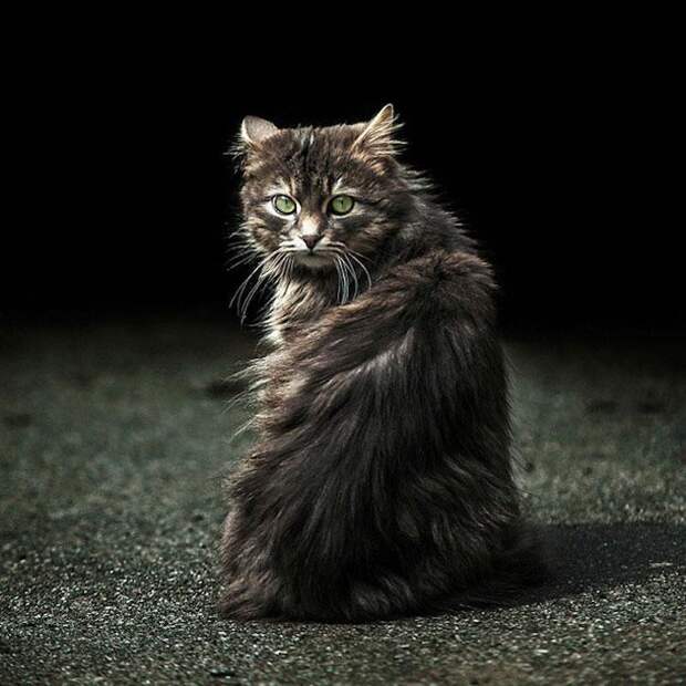 Наши любимые котики