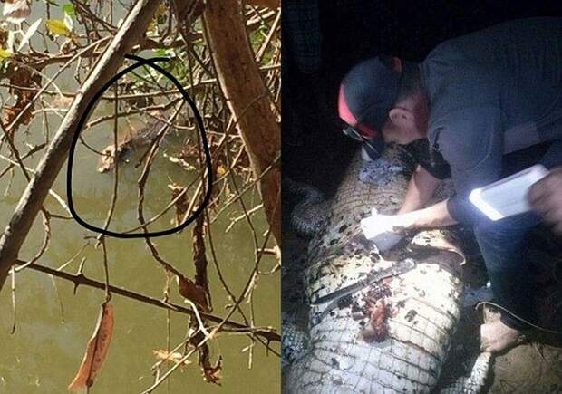 После вскрытия крокодила нашли останки фермера