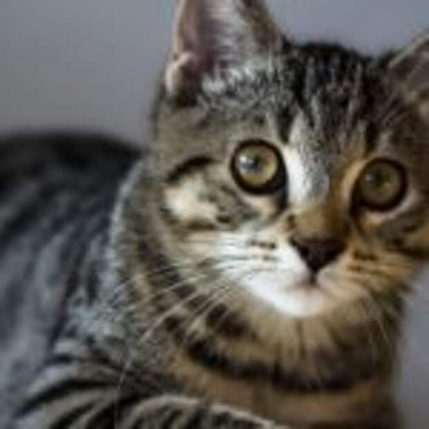 Американская жесткошерстная кошка: внешний вид, характер и особенности ухода