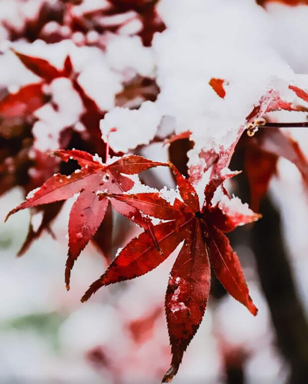 Tokyo First Snow In November 2016