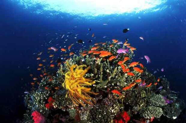 Подводный мир океана. Фото.